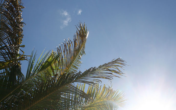 Palm